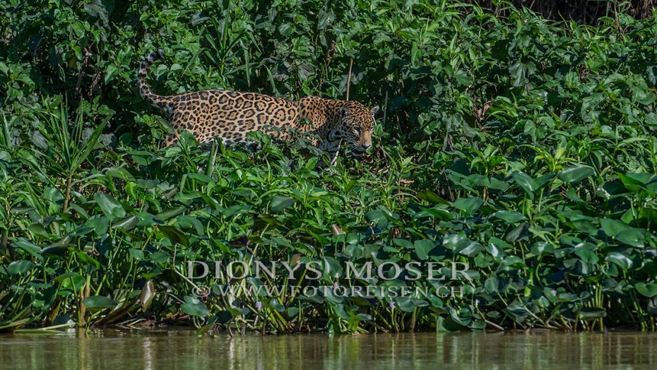 Jaguar